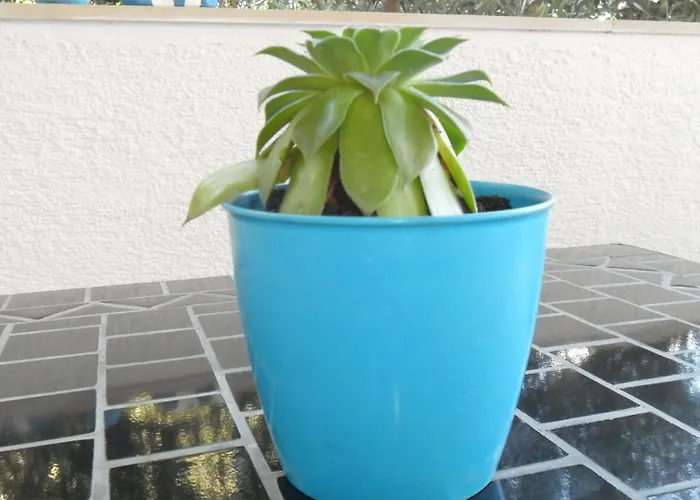 아파트 Aba 흐바르