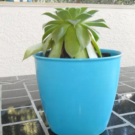 Апартаменты Aba Хвар