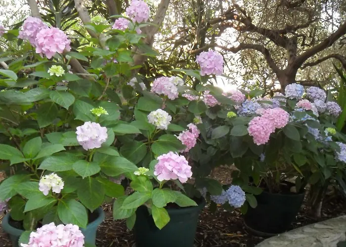 Apartments Aba Apartman